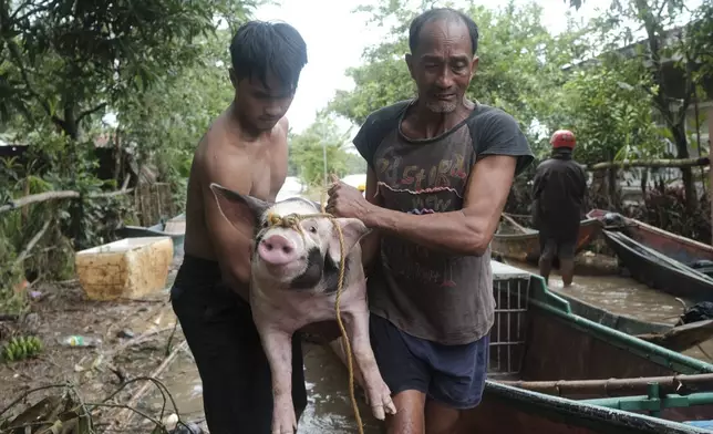 Residents carry their pig to safer grounds after floods caused by Tropical Storm Trami, locally named Kristine, continue to inundate Libon town, Albay province, Philippines on Thursday Oct. 24, 2024. (AP Photo/John Michael Magdasoc)