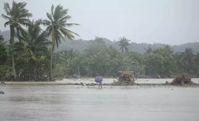 A man crosses flooded rice fields on Thursday, Oct. 24, 2024 after Tropical Storm Trami, locally named Kristine, dumped heavy rains at Libon town, Albay province, Philippines. (AP Photo/John Michael Magdasoc)