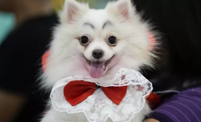 A dog named Luna wears a Dracula costume during a Halloween pet party at a mall in Valenzuela city, Philippines on Saturday, Oct. 19, 2024. (AP Photo/Aaron Favila)