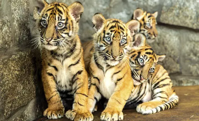 In this photo released by ZOO Wroclaw, Four Sumatran tiger cubs are seen at the Wroclaw zoo, which is celebrating the birth of the critically endangered predators, in Wrocław, Poland, Thursday Oct. 17, 2024. (ZOO Wrocław via AP)