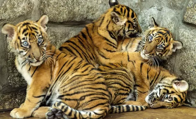 In this photo released by ZOO Wroclaw, Four Sumatran tiger cubs are seen at the Wroclaw zoo, which is celebrating the birth of the critically endangered predators, in Wrocław, Poland, Thursday Oct. 17, 2024. (ZOO Wrocław via AP)