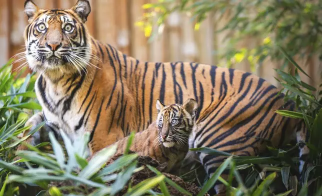 In this photo released by ZOO Wroclaw, Tigress Nuri with one of the four tiger cubs at the Wroclaw zoo, in Wrocław, Poland, Thursday Oct. 17, 2024. (ZOO Wrocław via AP)