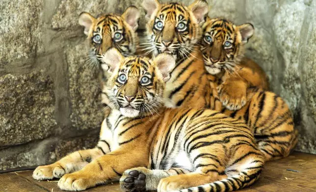 In this photo released by ZOO Wroclaw, Four Sumatran tiger cubs are seen at the Wroclaw zoo, which is celebrating the birth of the critically endangered predators, in Wrocław, Poland, Thursday Oct. 17, 2024. (ZOO Wrocław via AP)