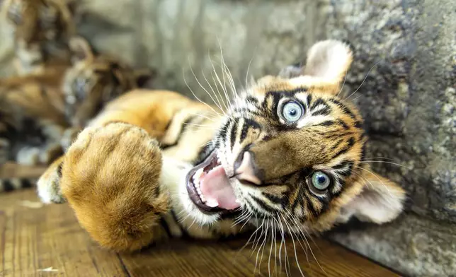 In this photo released by ZOO Wroclaw, One of four Sumatran tiger cubs is seen at the Wroclaw zoo, in Wrocław, Poland, Thursday Oct. 17, 2024. (ZOO Wrocław via AP)