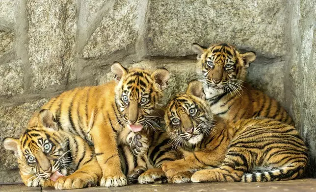 In this photo released by ZOO Wroclaw, Four Sumatran tiger cubs are seen at the Wroclaw zoo, which is celebrating the birth of the critically endangered predators, in Wrocław, Poland, Thursday Oct. 17, 2024. (ZOO Wrocław via AP)