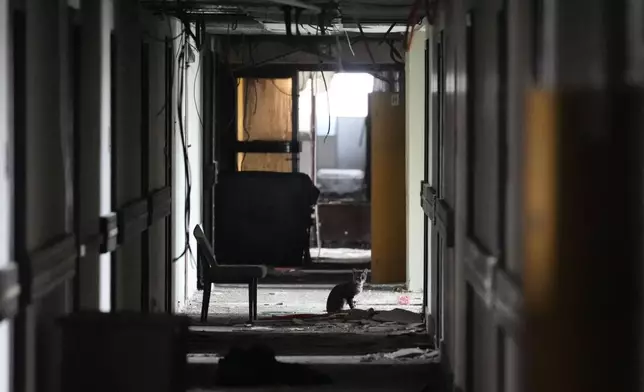 A cat rests in the corridor of Hotel Yugoslavia, once a symbol of progress in the former socialist state of Yugoslavia that broke apart in the 1990s and a favorite gathering place for local residents as well as world leaders, in Belgrade, Serbia, Thursday, Oct. 3, 2024. (AP Photo/Darko Vojinovic)