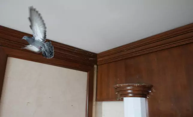 A pigeon flies in the presidential suite at Hotel Yugoslavia, once a symbol of progress in the former socialist state of Yugoslavia that broke apart in the 1990s and a favorite gathering place for local residents as well as world leaders, in Belgrade, Serbia, Thursday, Oct. 3, 2024. (AP Photo/Darko Vojinovic)