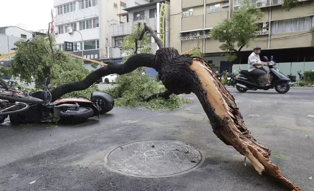 A motorcyclist drives past a tree trunk destroyed by the wind of Typhoon Krathon in Kaohsiung, southern Taiwan, Friday, Oct. 4, 2024. (AP Photo/Chiang Ying-ying)