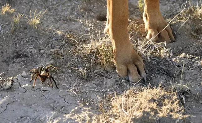 A male tarantula looks for a mate while a researcher's dog stands watch on the plains near La Junta, Colo., Saturday, Sept. 28, 2024. (AP Photo/Thomas Peipert)