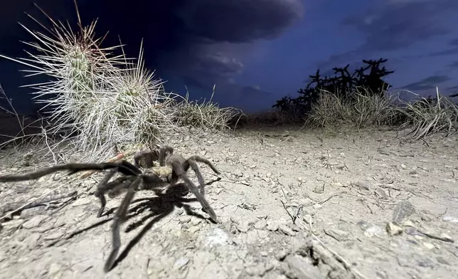 A male tarantula looks for a mate on the plains near La Junta, Colo., on Friday, Sept. 27, 2024. (AP Photo/Thomas Peipert)