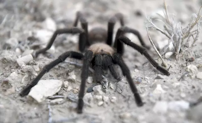 A male tarantula looks for a mate on the plains near La Junta, Colo., on Friday, Sept. 27, 2024. (AP Photo/Thomas Peipert)