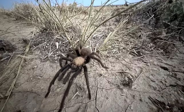 A male tarantula looks for a mate on the plains near La Junta, Colo., Friday, Sept. 27, 2024.(AP Photo/Thomas Peipert)