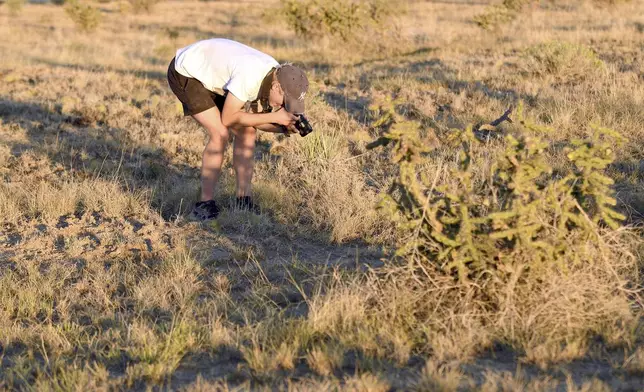 Andrew Motte, a filmmaking student at Montana State University, films a tarantula on the plains near La Junta, Colo., on Saturday, Sept. 28, 2024. (AP Photo/Thomas Peipert)