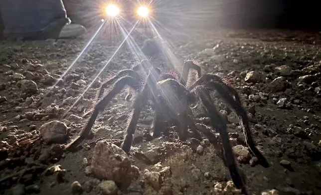 Car headlights shine on a male tarantula looking for a mate on the plains near La Junta, Colo., Friday, Sept. 27, 2024. (AP Photo/Thomas Peipert)