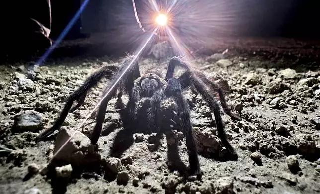 Car headlights shine on a male tarantula looking for a mate on the plains near La Junta, Colo., on Friday, Sept. 27, 2024. (AP Photo/Thomas Peipert)