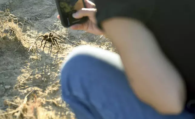 A tourist photographs a male tarantula looking for a mate on the plains near La Junta, Colo., on Saturday, Sept. 28, 2024. (AP Photo/Thomas Peipert)