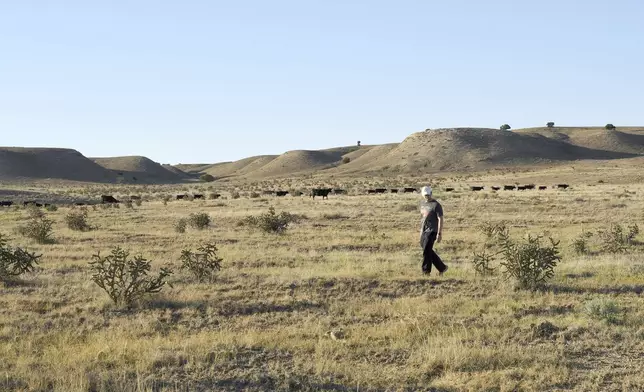 A tourist looks for tarantulas on the plains near La Junta, Colo., on Saturday, Sept. 28, 2024. (AP Photo/Thomas Peipert)