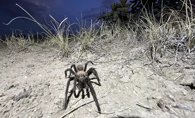 A male tarantula looks for a mate on the plains near La Junta, Colo., on Friday, Sept. 27, 2024. (AP Photo/Thomas Peipert)