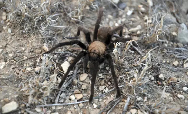 A male tarantula looks for a mate on the plains near La Junta, Colo., on Friday, Sept. 27, 2024. (AP Photo/Thomas Peipert)