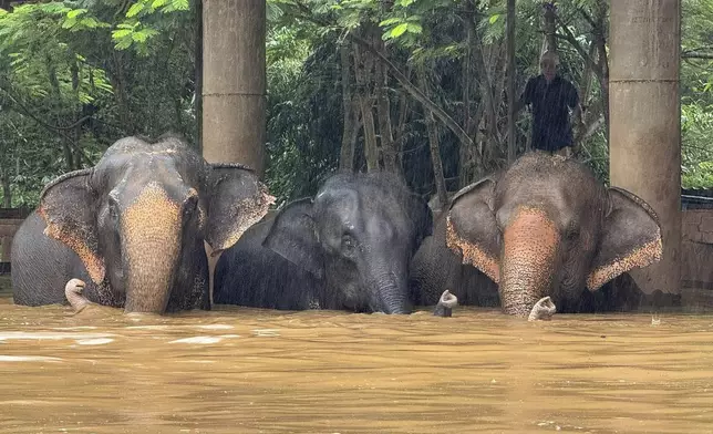 This photo provided by the Elephant Nature Park shows three of the roughly 100 elephants who are stuck in rising flood waters at the park in Chiang Mai Province, Thailand, Thursday, Oct. 3, 2024. (Darrick Thompson/Elephant Nature Park Via AP)