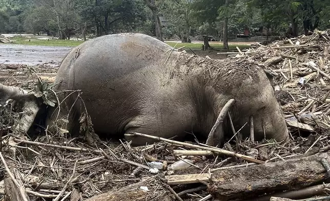 The body of an elephant lies among floodwater debris in Chiang Mai province, Thailand, Saturday, Oct. 5, 2024. (AP Photo/Chatkla Samnaingjam)