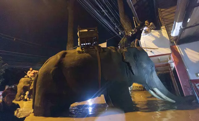 Elephants wade through flood waters to help bring relief supplies to villager in Chiang Mai Province, Thailand, Sunday, Oct. 6, 2024. (AP Photo/Wason Wanichakorn)