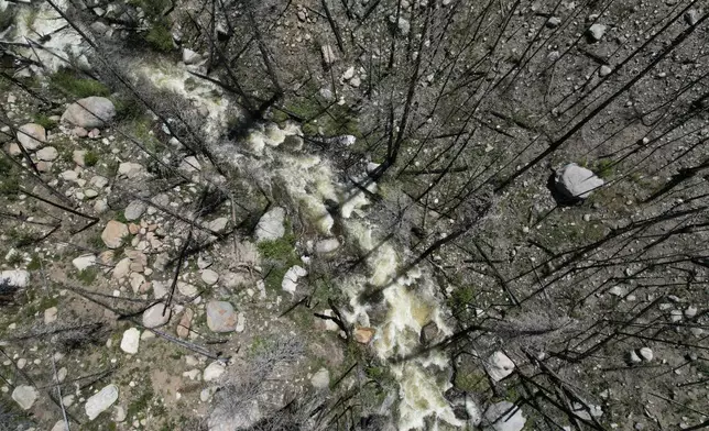 A river flows Tuesday, June 11, 2024, in Bellvue, Colo., among burned trees in the 2020 Cameron Peak burn area. (AP Photo/Brittany Peterson)