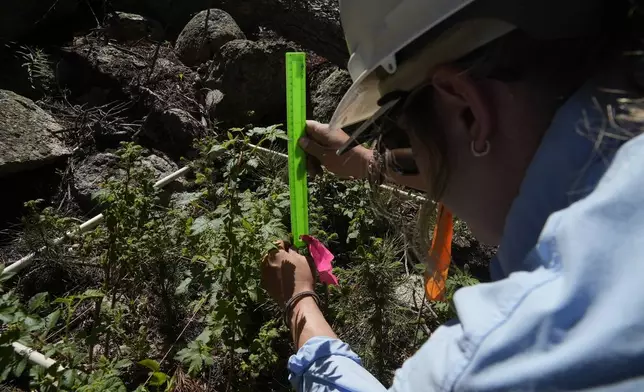 Maddie Wilson measures the height of a seedling at a reforestation test site Tuesday, June 11, 2024, in Bellvue, Colo., at the 2020 Cameron Peak fire burn area. (AP Photo/Brittany Peterson)