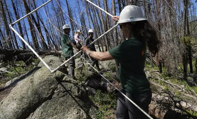 Camille Stevens-Rumann holds a grid used to organize seedlings at a reforestation test plot Tuesday, June 11, 2024, in Bellvue, Colo., at the 2020 Cameron Peak Fire burn area. (AP Photo/Brittany Peterson)