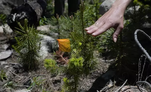 A researcher from the Colorado Forest Restoration Institute at Colorado State University touches a test seedling Tuesday, June 11, 2024, in Bellvue, Colo., planted in the 2020 Cameron Peak Fire burn area. (AP Photo/Brittany Peterson)