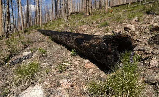 A burned tree sits on the ground Tuesday, June 11, 2024, in Bellvue, Colo., at the site of the 2020 Cameron Peak Fire. (AP Photo/Brittany Peterson)