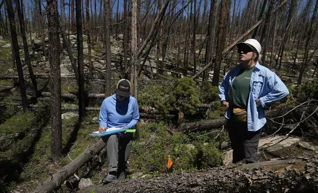 Marin Chambers, left, takes notes while Maddie Wilson provides observations Tuesday, June 11, 2024, in Bellvue, Colo, at a reforestation test plot at the 2020 Cameron Peak Fire burn area. (AP Photo/Brittany Peterson)