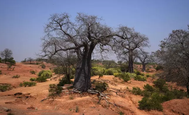 Baobab trees stand in Chirundu, Zambia, Thursday, Sept. 26, 2024. (AP Photo/Themba Hadebe)