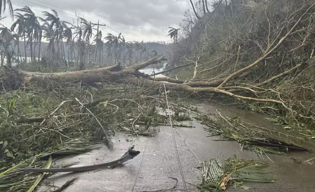 In this photo provided by the MDRRMO Viga Catanduanes, toppled trees caused by Typhoon Man-yi block a road in Viga, Catanduanes province, northeastern Philippines Sunday, Nov. 17, 2024. (MDRRMO Viga Catanduanes via AP)