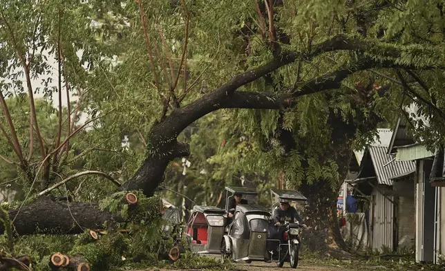 Motorists pass by toppled trees caused by strong winds from Typhoon Man-yi along a street in the municipality of Baler, Aurora province, northeastern Philippines Monday, Nov. 18, 2024. (AP Photo/Noel Celis)