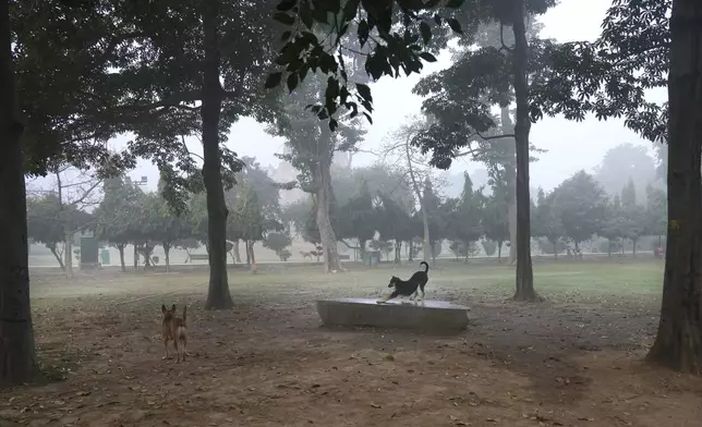 A dog stretches on a slab of rock in Lodhi Gardens in New Delhi, India, Friday, Nov. 15, 2024. (AP Photo/Manish Swarup)