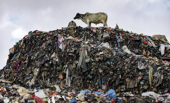 Cows are seen at the largest dumpsite where textile waste ends up at Old Fadama in Accra, Ghana, Saturday, Oct. 19, 2024. (AP Photo/Misper Apawu)