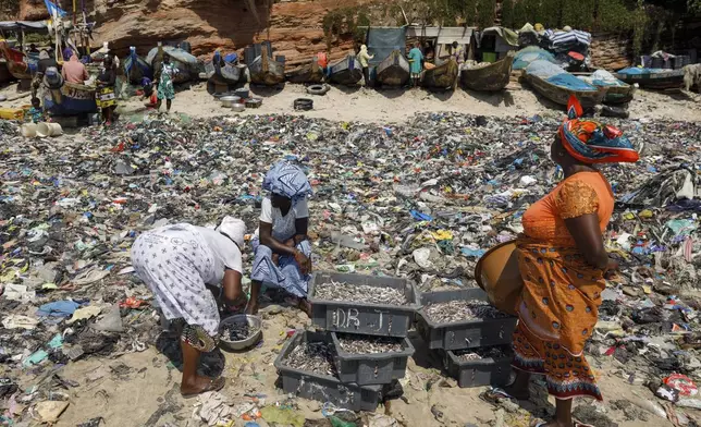 Women sort fish through textile waste on the beach shore at Jamestown in Accra, Ghana, Saturday, Oct. 19, 2024. (AP Photo/Misper Apawu)