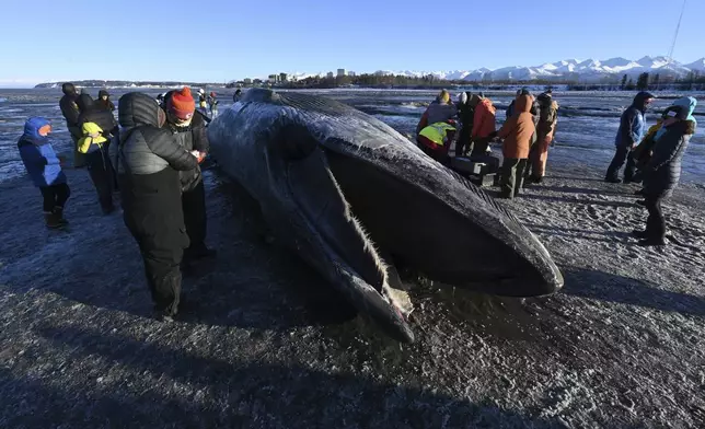 A dead fin whale rests on the frozen mudflats near Anchorage, Alaska, Monday, Nov. 18, 2024. (Bill Roth/Anchorage Daily News via AP)