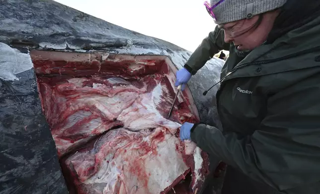 Skyla Walcott, with the NOAA Fisheries marine mammal lab, removes blubber from a fin whale carcass to gain access to organs and tissue during a necropsy on the frozen mudflats near Anchorage, Alaska, Monday, Nov. 18, 2024. (Bill Roth/Anchorage Daily News via AP)
