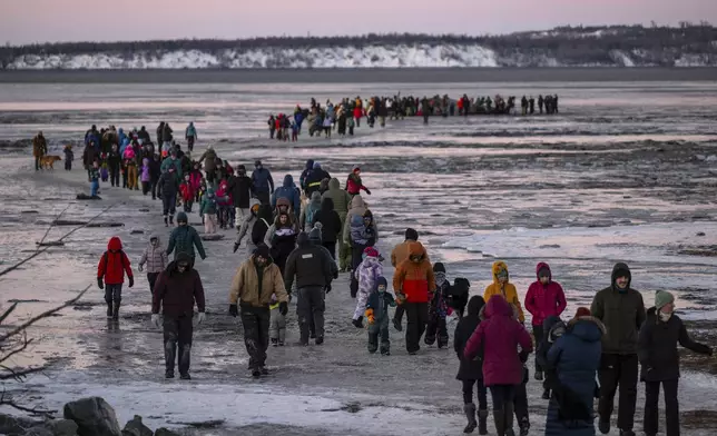 People cross the mudflats to see the carcass of a fin whale that recently came to rest there, Monday, Nov. 18, 2024, near Anchorage, Alaska, (Marc Lester/Anchorage Daily News via AP)