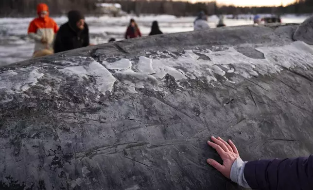 A visitor touches the skin of a fin whale carcass on the coastal mudflats near Anchorage, Alaska, Monday, Nov. 18, 2024. (Marc Lester/Anchorage Daily News via AP)