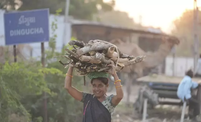 A woman carries firewood on her head at Dingucha village in Gandhinagar district of Gujarat state, India, Tuesday, Nov. 12, 2024. (AP Photo/Ajit Solanki)