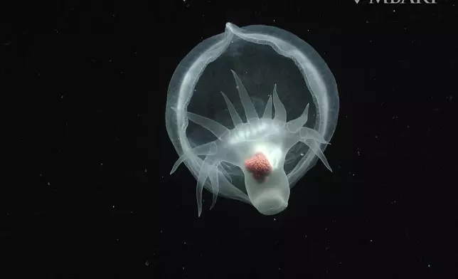 This undated photo provided by Monterey Bay Aquarium and Research Institute, shows a mystery mollusc (Bathydevius caudactylus) observed by MBARI's remotely operated vehicle (ROV) Tiburon in the outer Monterey Canyon at a depth of approximately 1,550 meters. (MBARI via AP)