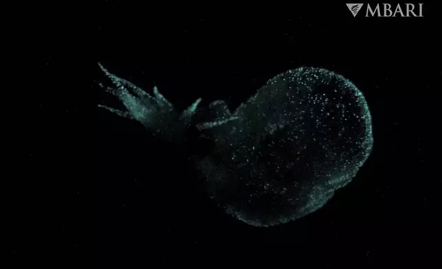 This undated photograph, provided by Monterey Bay Aquarium and Research Institute, shows a mystery mollusc (Bathydevius caudactylus), observed by MBARI's remotely operated vehicle (ROV). (MBARI via AP)