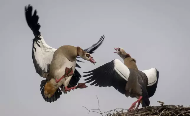 Egyptian geese have occupied a stork nest after the storks migrated south, in Wehrheim near Frankfurt, Germany, Friday, Nov. 29, 2024. (AP Photo/Michael Probst)