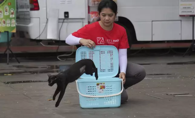 Let's Adopt Indonesia volunteer Regina Sari releases a stray cat that has been spayed during a "Trap, Neuter and Return" project aimed at reducing stray cat population, in Jakarta, Indonesia, on Nov. 12, 2024. (AP Photo/Dita Alangkara)