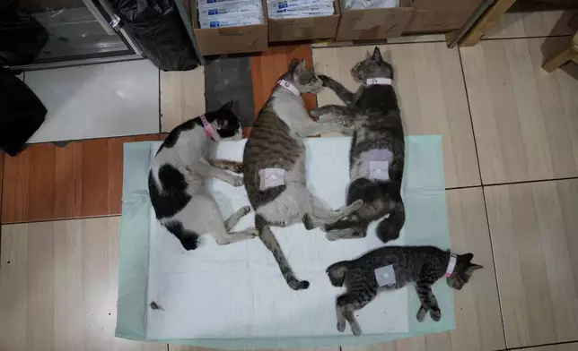 Spayed and neutered stray cats are laid on the floor while waiting for the anesthetic to wear off during a "Trap, Neuter and Return" project aimed at reducing stray cat population, in Jakarta, Indonesia, on Nov. 9, 2024. (AP Photo/Dita Alangkara)