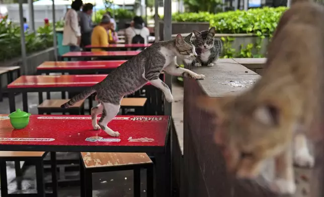 A stray cat climbs a table at the food court outside Istiqlal Mosque in Jakarta, Indonesia, on Nov. 12, 2024. (AP Photo/Dita Alangkara)