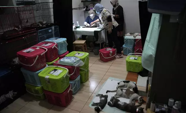 Veterinarians spay a stray cat during a "Trap, Neuter and Return" project aimed at reducing stray cat population, in Jakarta, Indonesia, on Nov. 9, 2024. (AP Photo/Dita Alangkara)